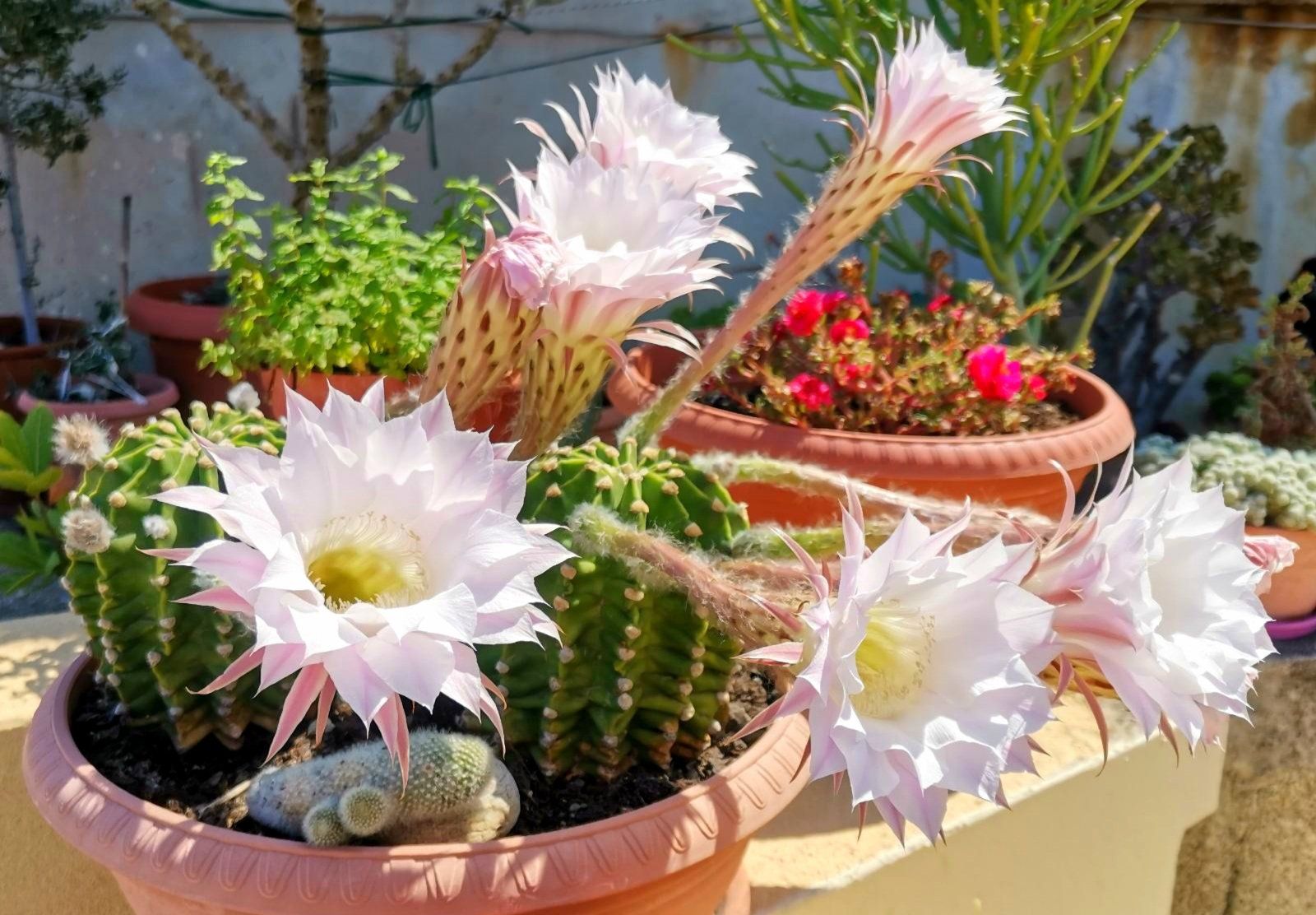 Piante & sementi: Kaktus🌵Echinopsis subdenudata – Usato da Zürich venduto da The_Plant_Wizard