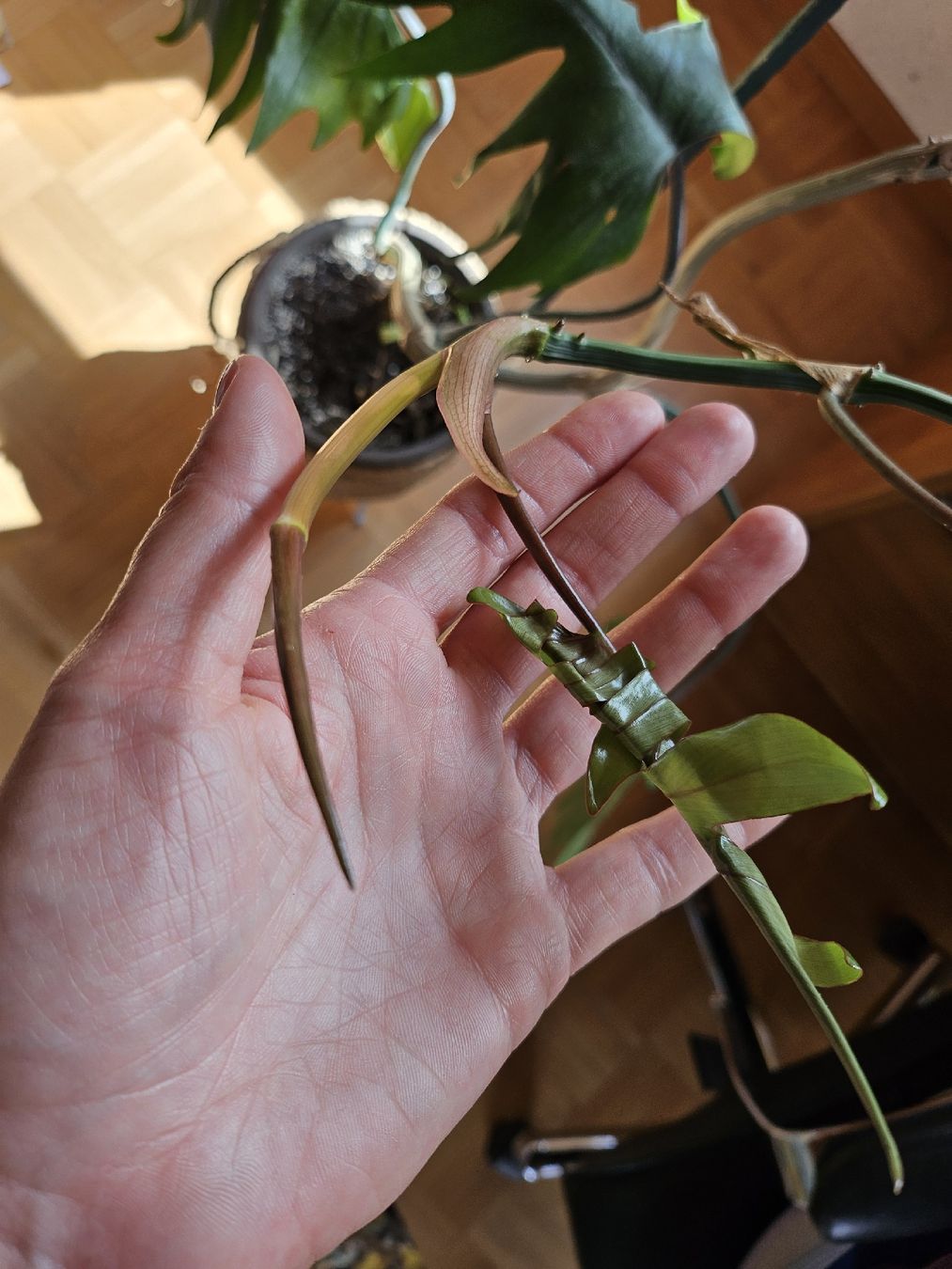 Piante & sementi: Philodendron pedatum XXL ca. 2.5 m  Eichenblatt Philodendron – Usato da Vinelz venduto da sonnenmond77 7