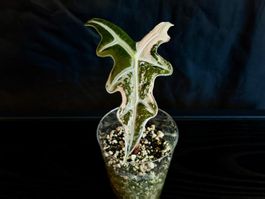 Alocasia Nobilis Pink