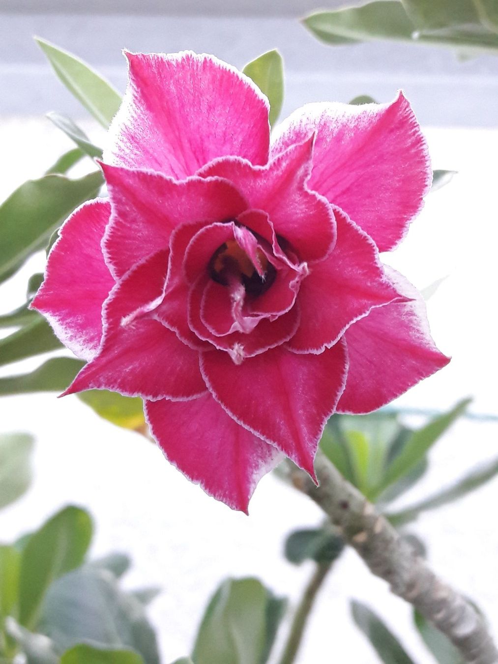 Piante & sementi: Adenium obesum / Wüstenrose – Nuovo (secondo la descrizione) da Thalheim venduto da silvara01 7
