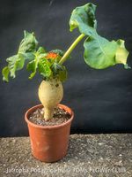 Jatropha Podagrica - sehr robuste Caudex-Schönheit