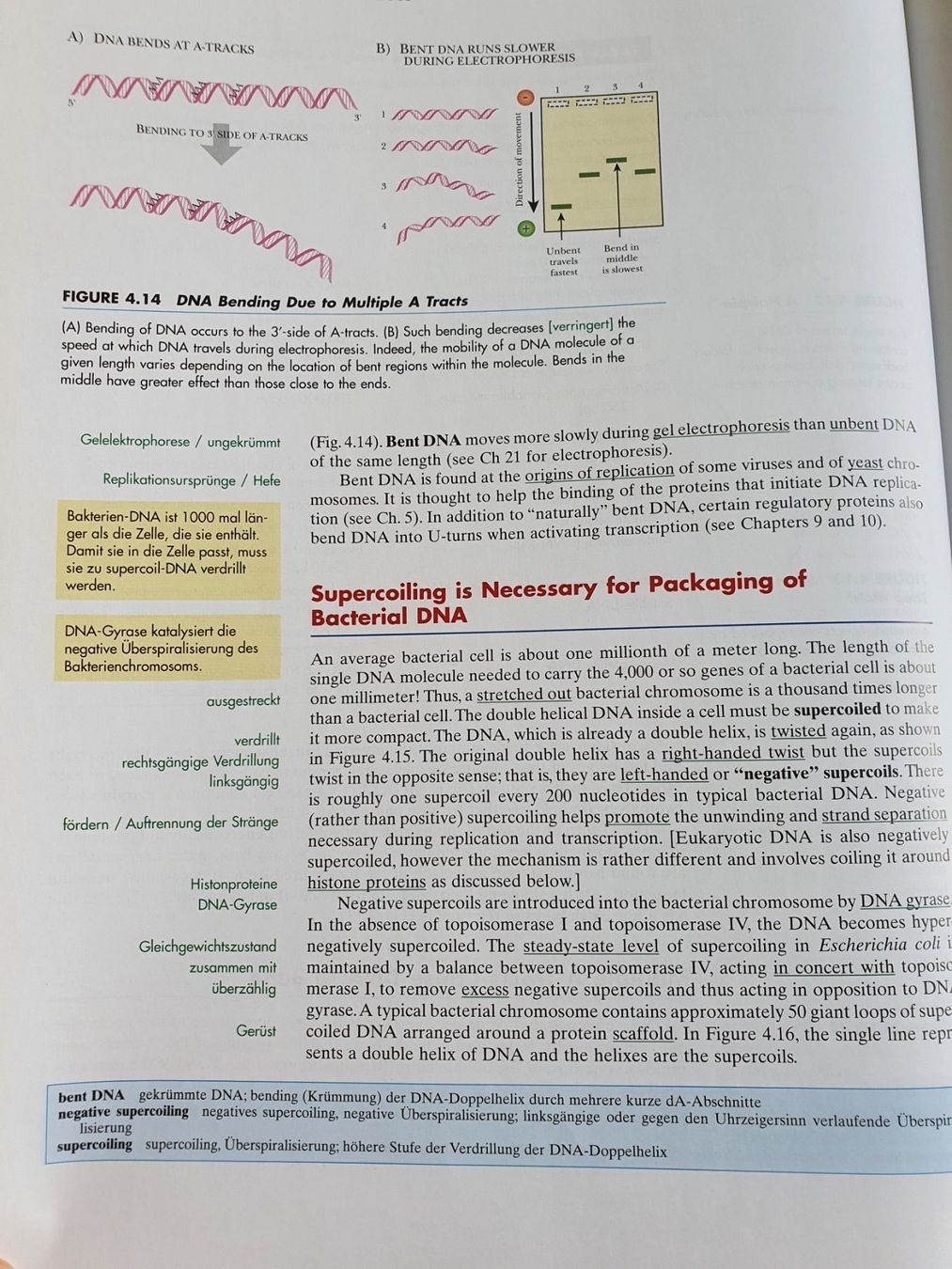Libri: Molecular Biology - D.P. Clark – Usato da Thun venduto da Zuzi84 5