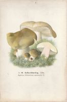 🍄 Historische Pilztafel –  Seifen-Ritterling, 1907