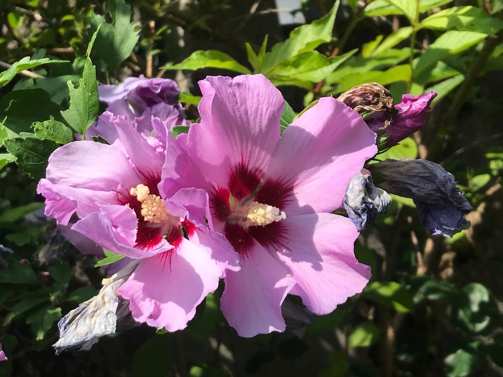 HIBISKUS STRAUCHEIBISCH EIBISCH WEISS ODER LILA 16 CM Kaufen