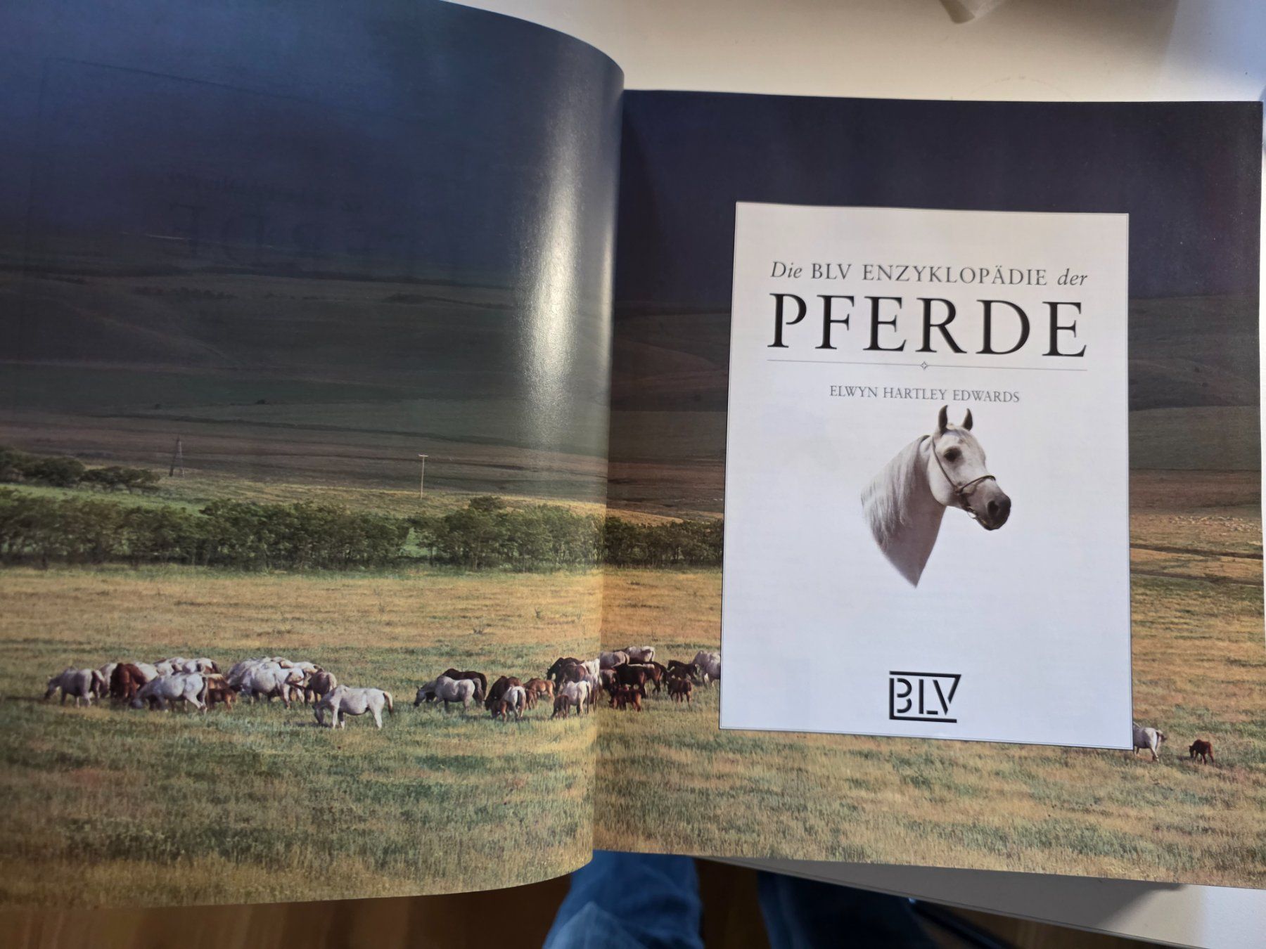 Bücher: die BLV Enzyklopädie der Pferde - 1995 – Gebraucht aus Walterswil BE von Lonitti 3