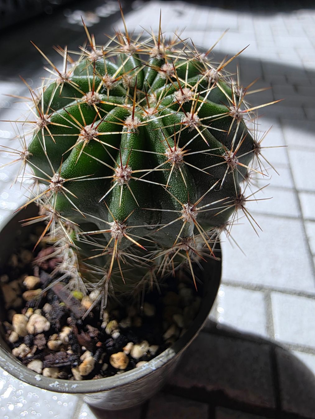 Piante & sementi: Kleiner Bauernkaktus, rosa blühend – Usato da Thalheim venduto da silvara01 2
