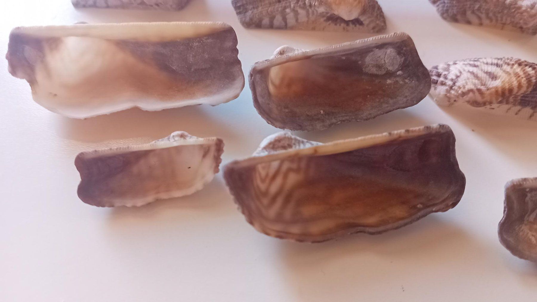 Fossili: Muscheln, 28 Stück – Nuovo (secondo la descrizione) da Salez venduto da Robe12 2