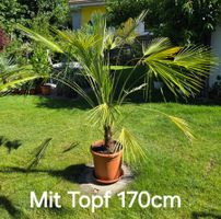 Europäische Zwergpalme (Chamaerops humilis)