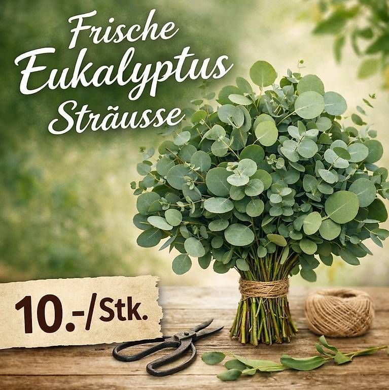 Piante & sementi: Frische Eukalyptus Sträusse – Usato da Pfaffnau venduto da Hawaiano