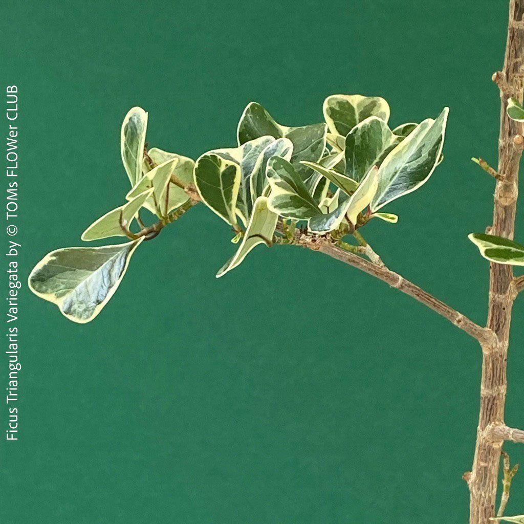 Pflanzen & Samen: Ficus Triangularis Variegata - einzigartige Dreiecksfeige – Neu und originalverpackt aus Adliswil von astom369 8