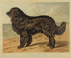 NEWFOUNDLAND, NEUFUNDLÄNDER, HUND, FARBLITHOGRAPHIE 1881