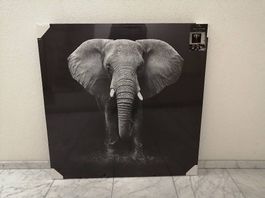 Bild Elefant 100 x 100, neu, Originalverpackt
