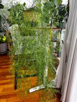 Zierspargel, Asparagus fern, 1m long