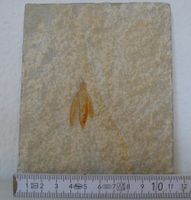 Holzwespe-Fossil, Solnhofer Platten, absolute Rarität