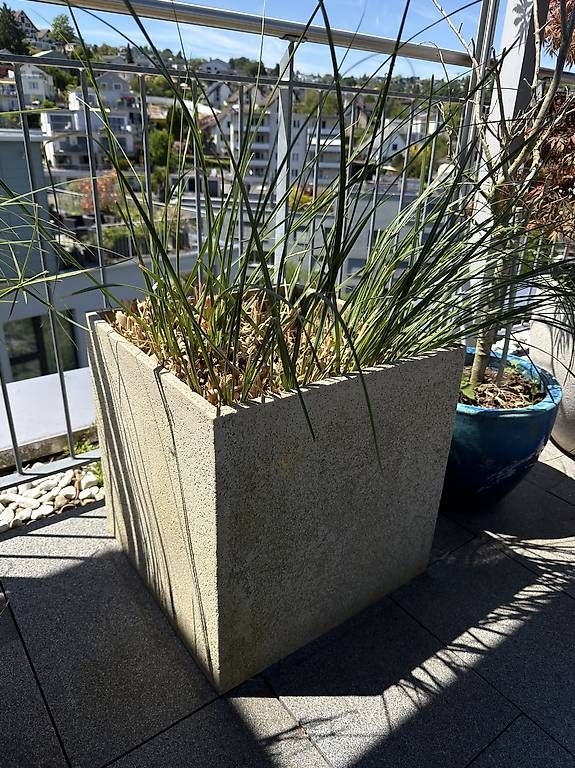Box contenitori: 2 hochwertigen Gartenkübel mit Gräser – Usato da Richterswil venduto da ski_7ffp 2