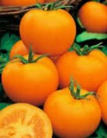 30 SAMEN GELBE TOMATE GRAINES JAUNE TOMATSEMI SEEDS SEMILLAS