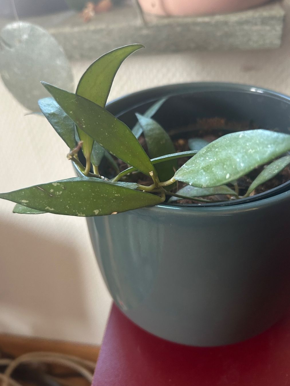 Piante & sementi: Hoya sp. Sumatra – Usato da Amriswil venduto da Nhandouk