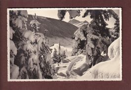 DAVOS - Aus dem Schatzalpwald - 1946
