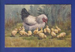 OISEAU - Poule et poussins