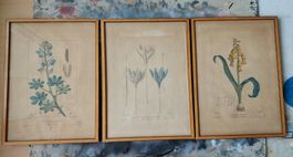 Konvolut: Drei antike botanische Illustrationen