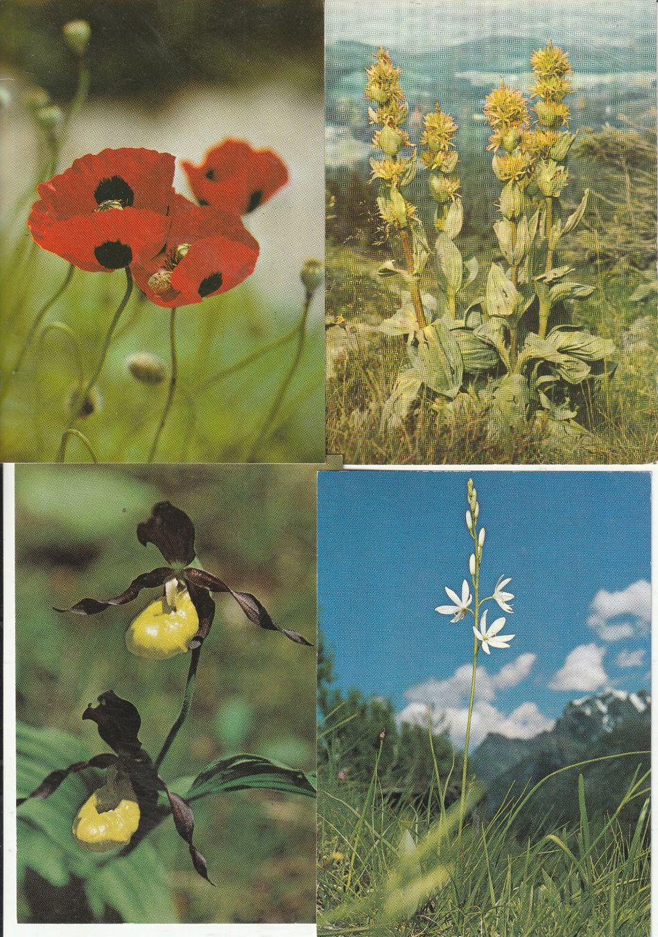 Cartoline postali: 40 Schöne Blummenkarten – Usato da Lumbrein venduto da made02 5