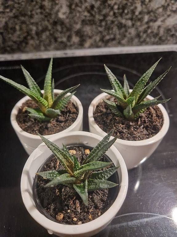 Piante & sementi: Mini succulents x3 – Usato da Dübendorf venduto da Olenaaa 3