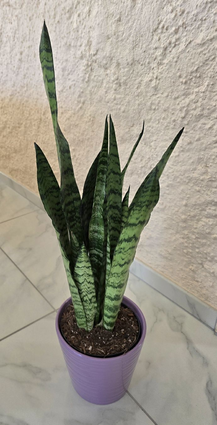 Piante & sementi: Bogenhanf, Sansevieria mit Topf – Nuovo (secondo la descrizione) da Aarburg venduto da Glitzerschein 3