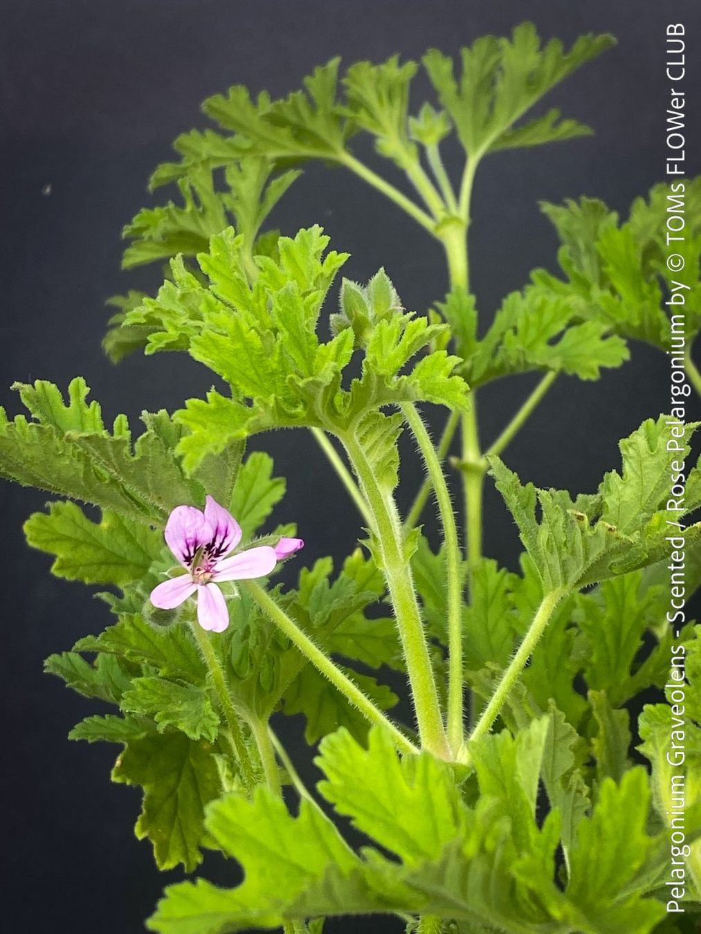 Plantes & graines: Pelargonium Graveolens - Duftpelargonium – Neuf avec emballage d'origine à Adliswil par astom369