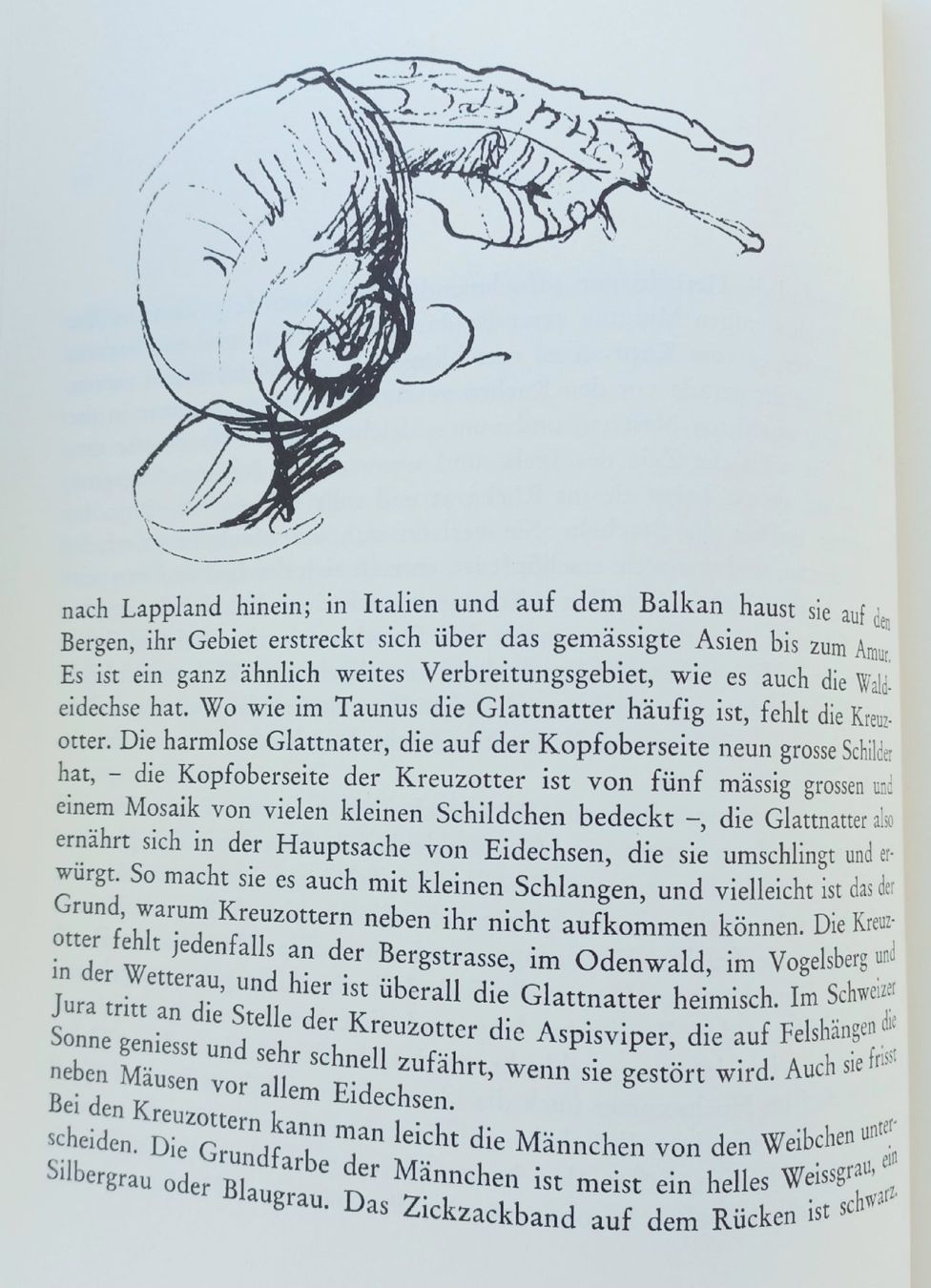 Libri: Buch - Geliebtes Tier – Usato da Niederuzwil venduto da lubimaja 4