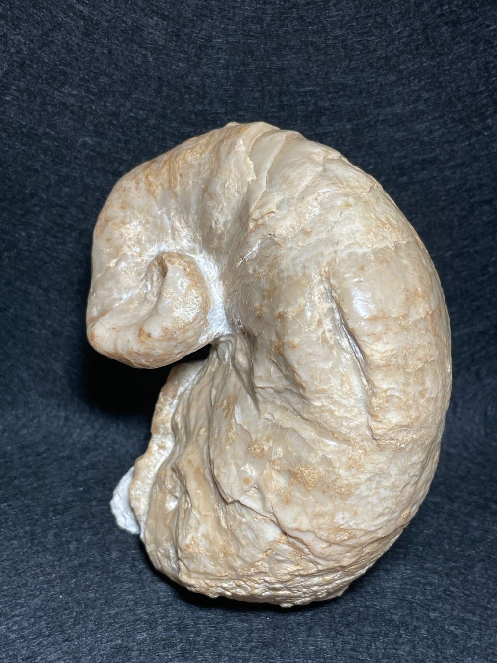Fossili: Grande Huitre spiralée, rare – Nuovo (secondo la descrizione) da Cernier venduto da Tashi_Delek 2