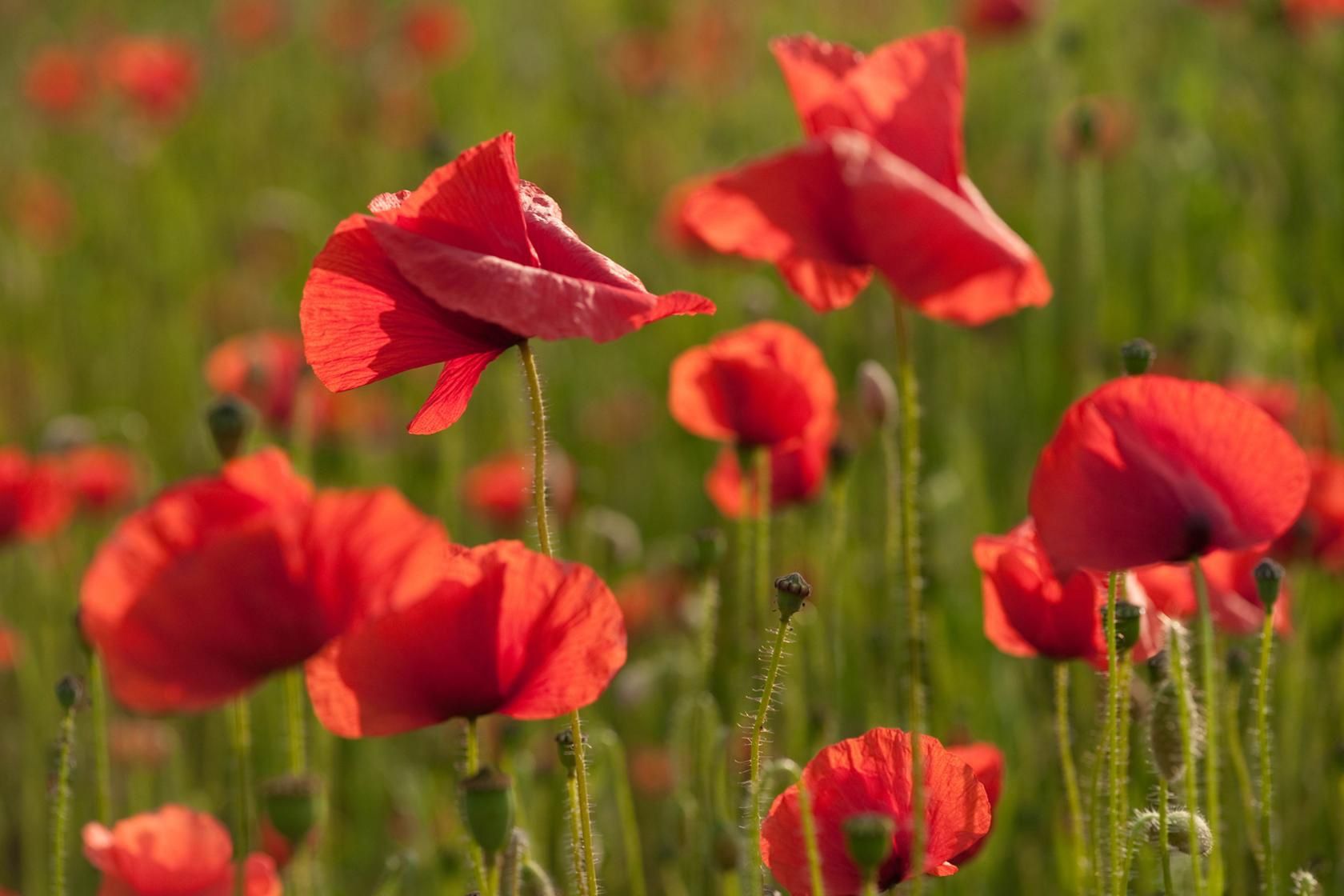 Pflanzen & Samen: 1000 Samen KLATSCHMOHN – Neu (gemäss Beschreibung) aus Ehrendingen von VerveinaSamen 2