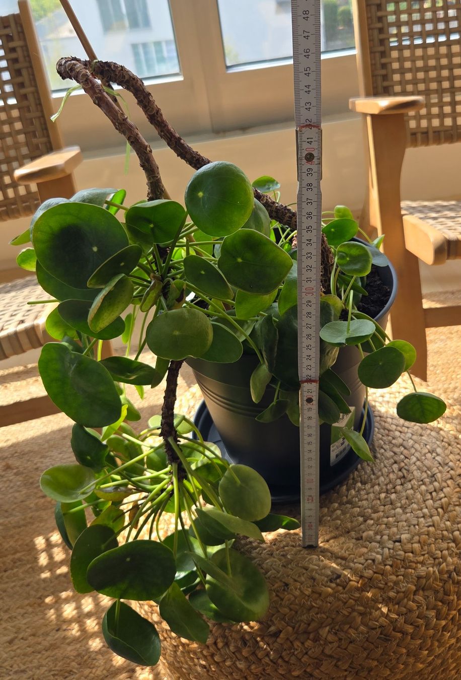 Plantes & graines: Pilea peperomioides (ca. 30cm) – D'occasion à Zürich par wile_coyote 2