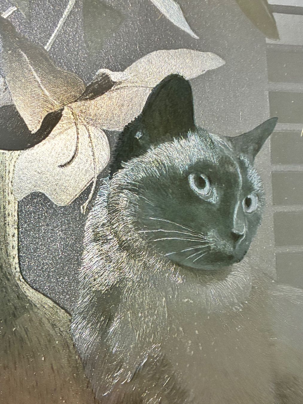 Foto & Immagini: Katzenbild gerahmt / Metallic – Usato da Horw venduto da adler65 2
