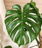 Monstera Deliciosa Pflanze Ableger✨