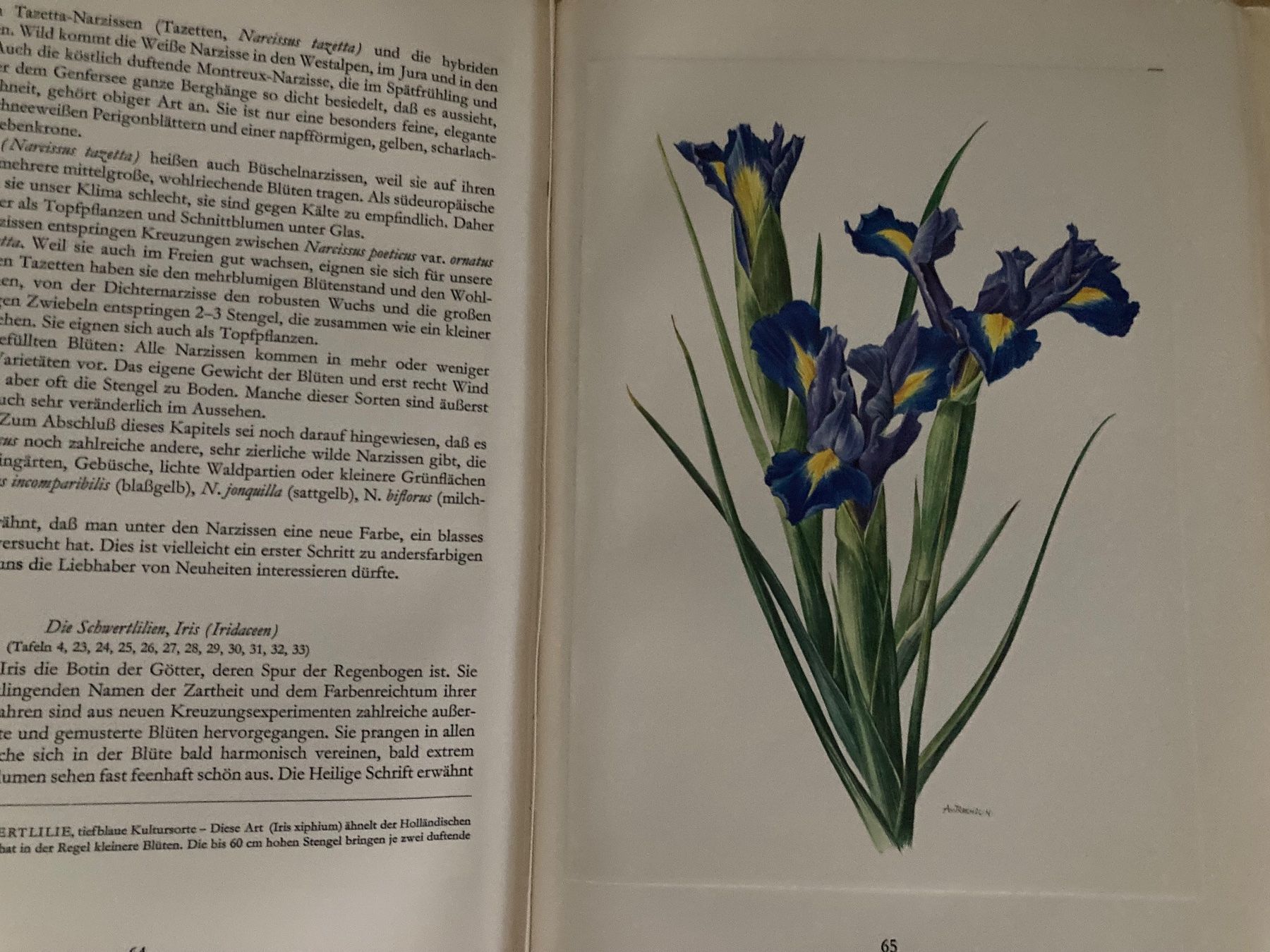 Libri: Blumenbücher, Orchideen, Gartenblumen, Bergblumen – Usato da Oberlunkhofen venduto da Martab 5