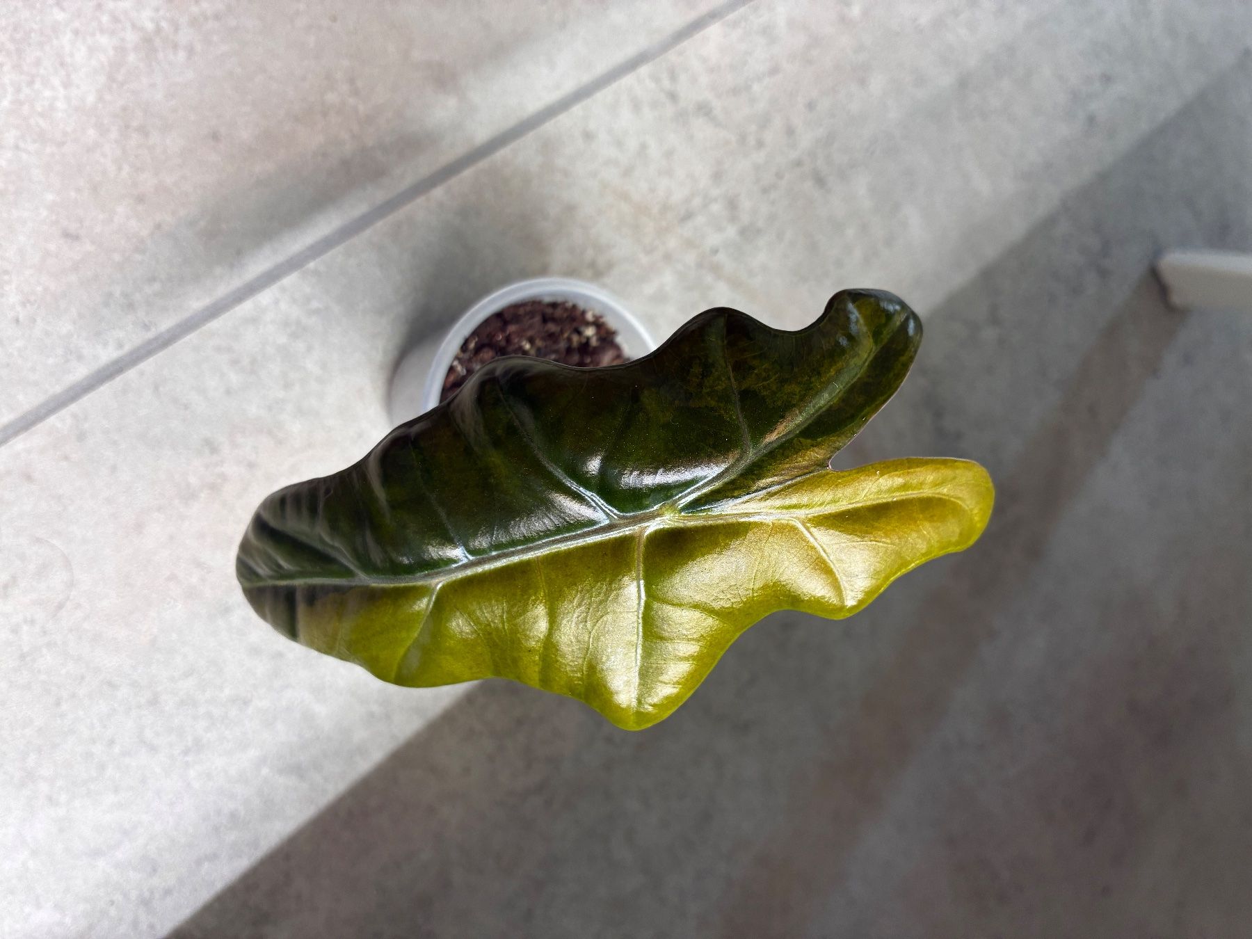 Piante & sementi: Alocasia Pseudo Sanderiana Aurea – Usato da Alchenflüh venduto da Timmmsen 1