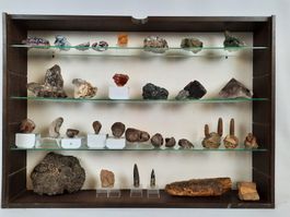 Setzkasten mit Fossilien und Steine