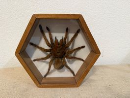 Mygale Naturalisée Sous Verre - Cabinet de Curiosités
