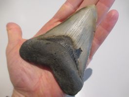 StarRecordsGmbH: Megalodon-Zahn / 11,2 cm / mit Zertifikat