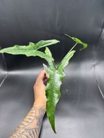 Alocasia Sabrina Narrow (1-7)