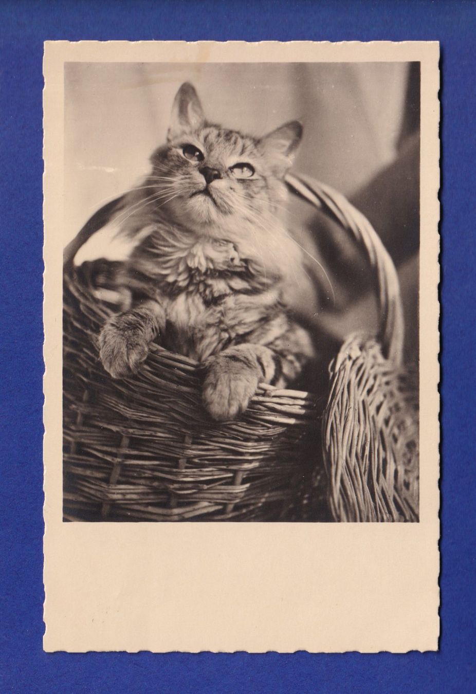 Cartes postales: CHAT dans la corbeille – D'occasion à Pully par nicecards-shop