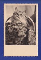 CHAT dans la corbeille