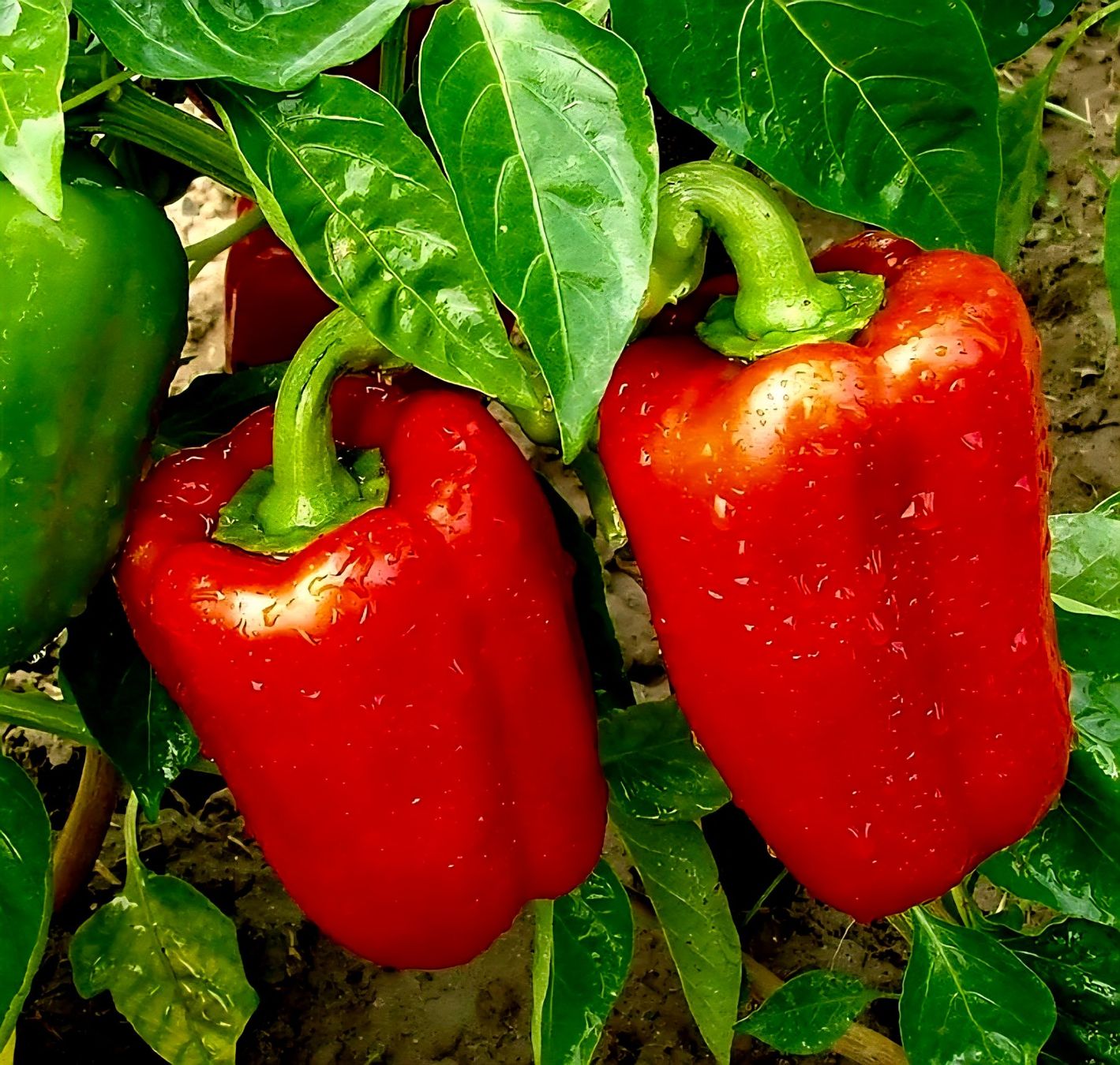 Piante & sementi: 100 Samen Susse Paprika ROT – Nuovo e nell'imballaggio originale da Rovio venduto da POSITIFFARTandPLANTS 1