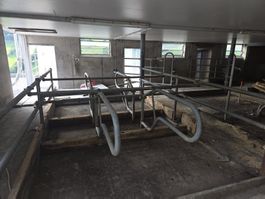 Jungvieh Liegeboxenbügel KRIEGER, gegenständig