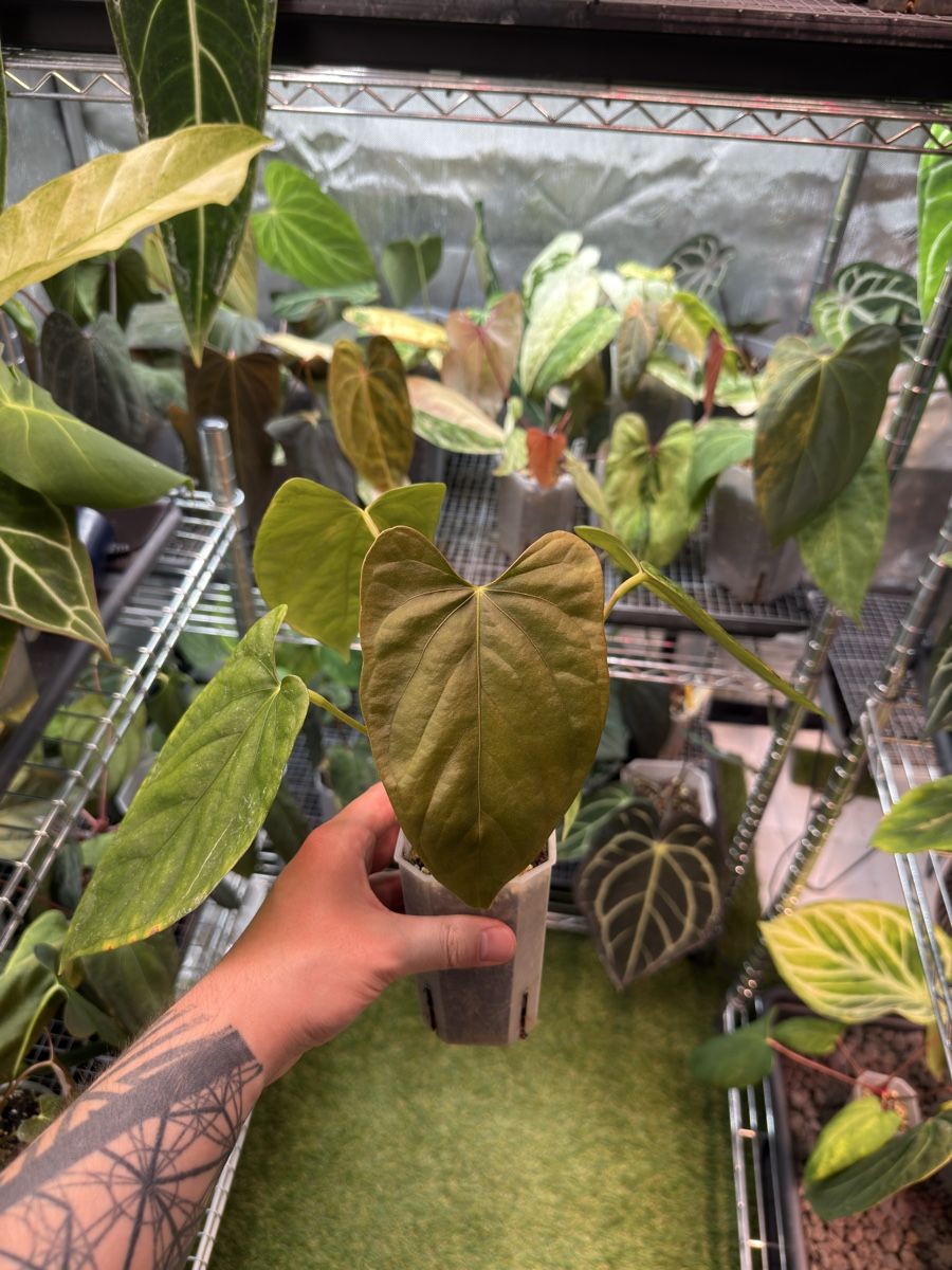 Piante & sementi: Anthurium Debilis x Mr Worldwide – Usato da Morlon venduto da lucius.greenery 1