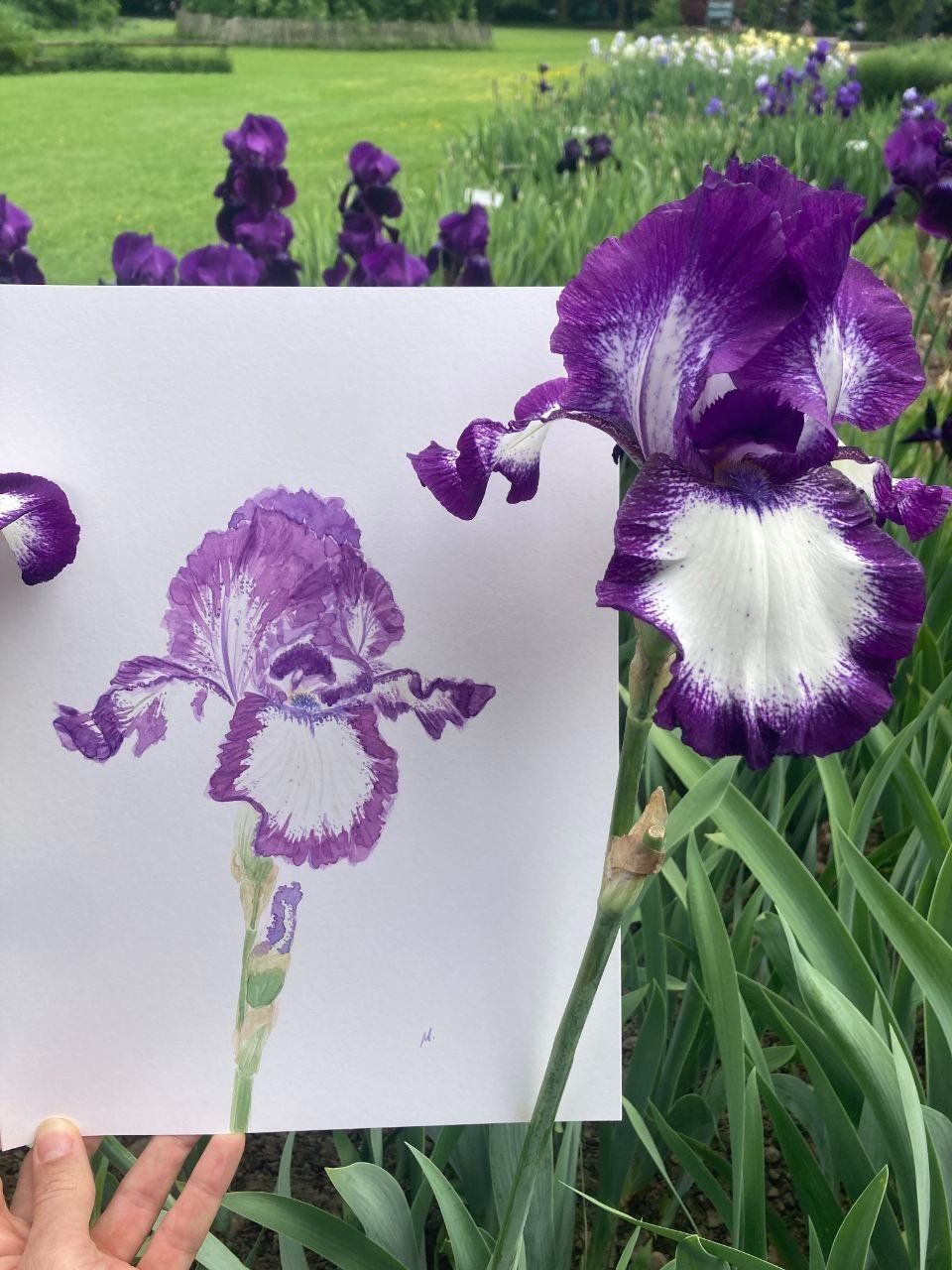Dipinti: Die Eleganz der Irisblüte – Nuovo e nell'imballaggio originale da Zürich venduto da Margacrea 2