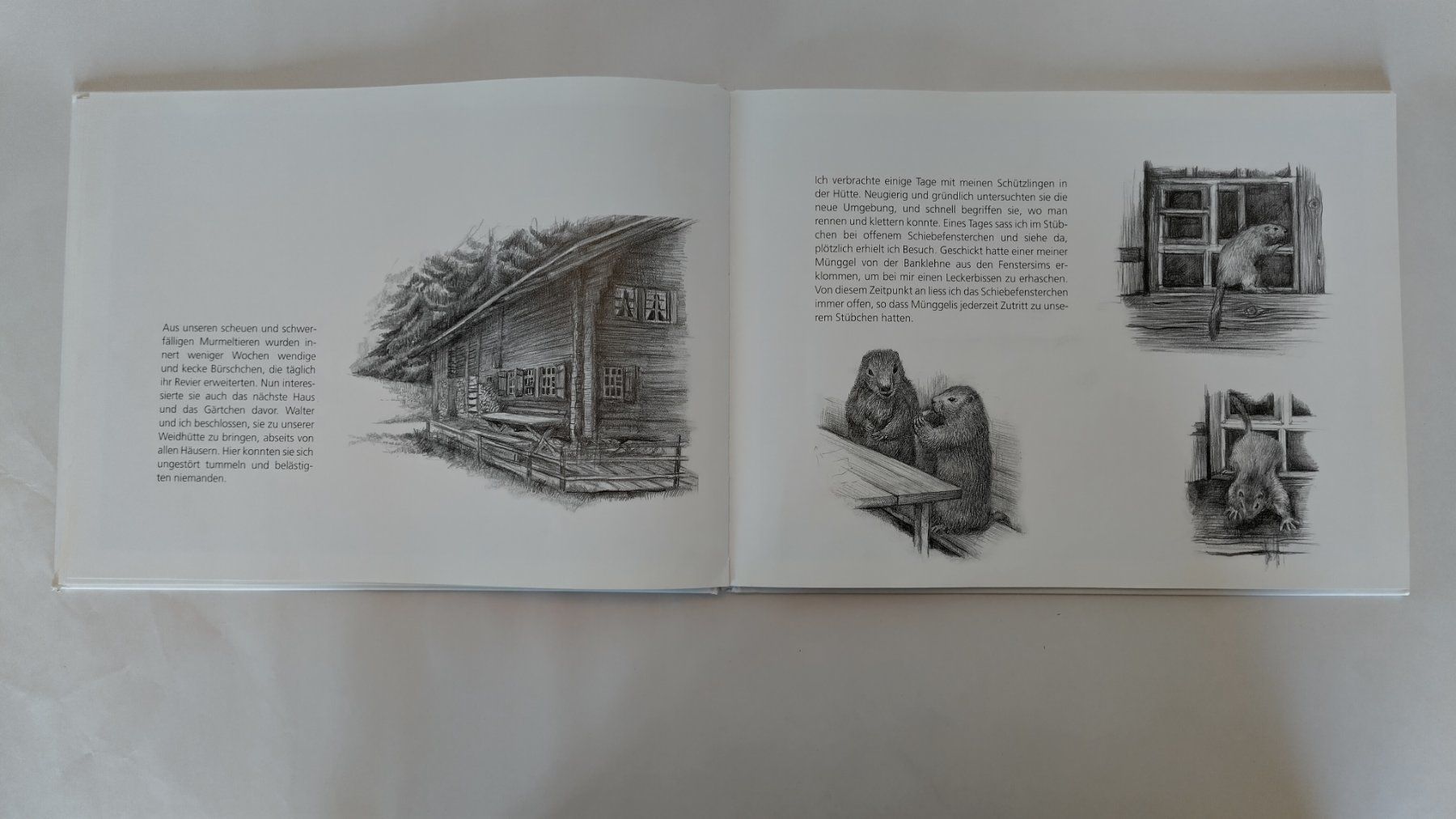 Libri: Peter Bergmann - Meine Murmeltier - Kinder / Bilderbuch – Usato da Bellach venduto da JingleJerry 6
