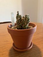 Cactus - Tephrocactus molinensis Areoles grey