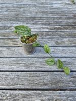 Monstera Dubia - etablierter Stammsteckling