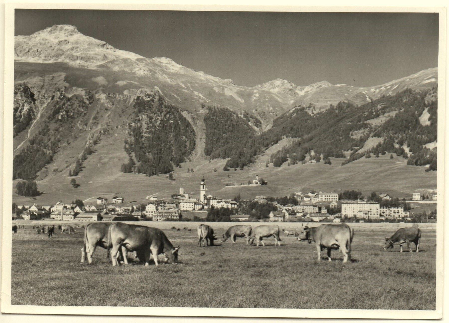 Ansichtskarten: SAMEDAN Kühe auf der Weide – Neu (gemäss Beschreibung) aus Jona von philajona